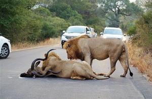 شکار شیرها در جاده