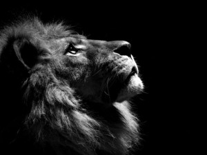 تصاویر حیرت انگیز از شیر، سلطان جنگل