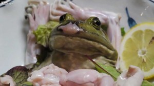  Frog Sashimi