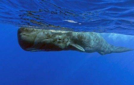 نهنگ عنبر