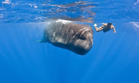 نهنگ عنبر
